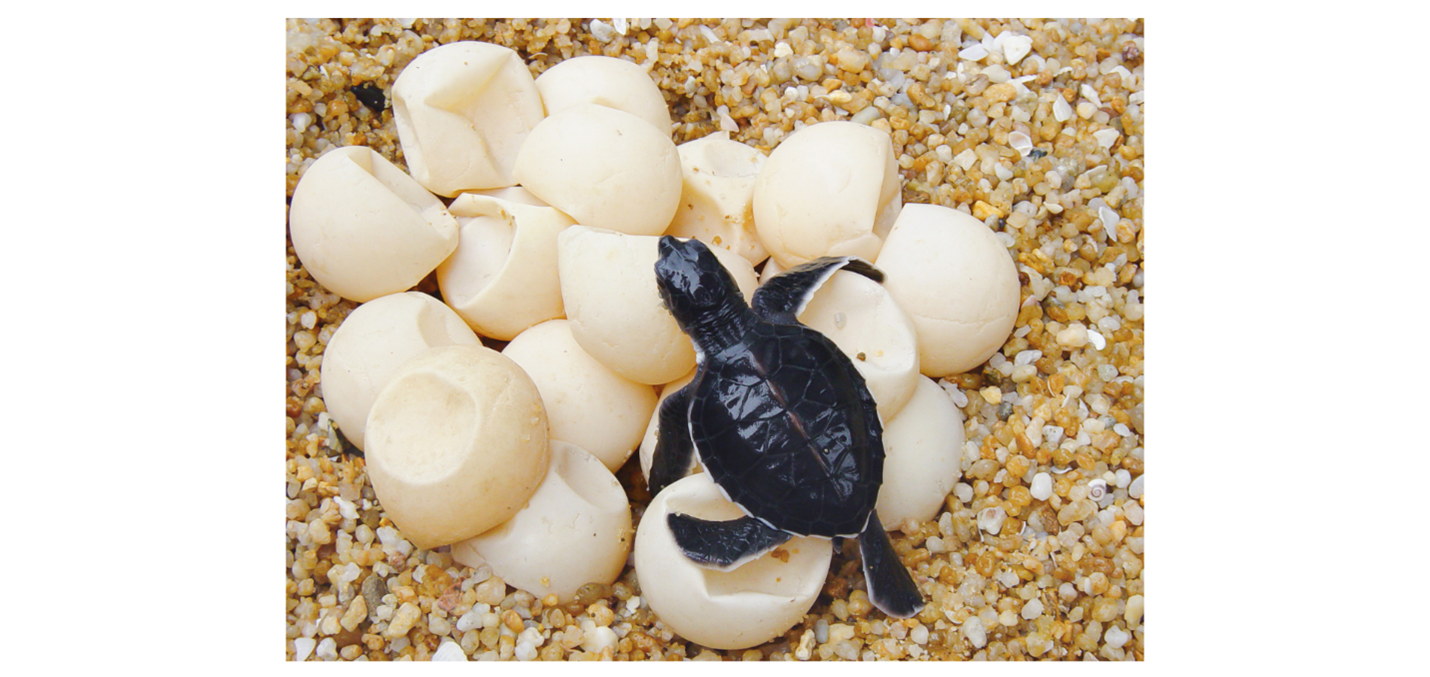 Microplastics affect turtle populations.